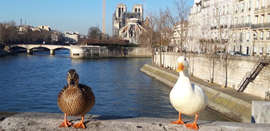 Pour le Festival Chemin Faisant, photo de 2 canards, debouts sur le rebord du Pont de la Tournelle à Paris décrit la nature qui reprend ses droits durant le confinement (des hommes) lié au COVID19